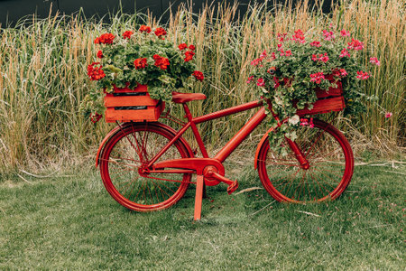 beautiful bicycle decorated with red geraniums decoration in the gardenの写真素材