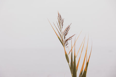 large brown leaf of grass on a light backgroundの写真素材