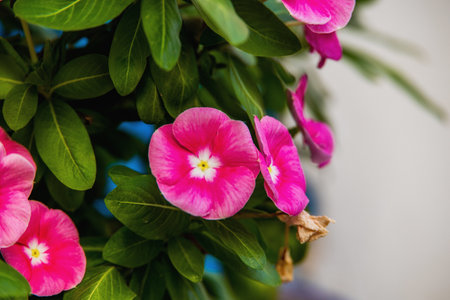 potted blooming colorful plants from the historic district of Alicante Spain in close-up on a summer day,の写真素材
