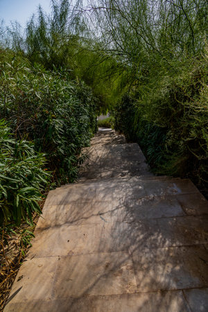 beautiful concrete road with stairs down surrounded by high knotted ornamental grassesの写真素材