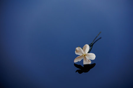 close-up beautiful small delicate single jasmine flower for background
