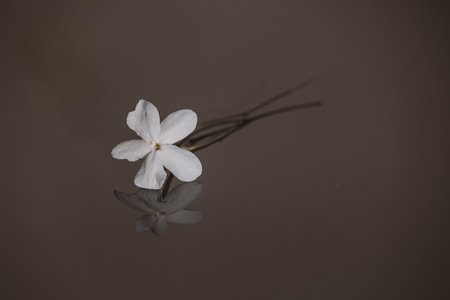 close-up beautiful small delicate single jasmine flower for backgroundの写真素材