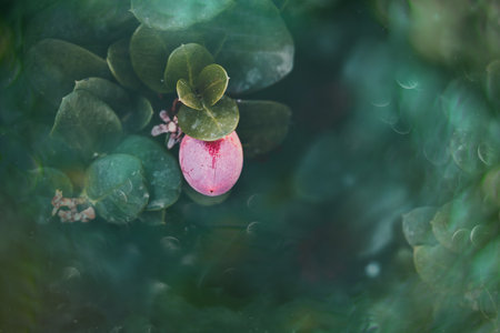 beautiful red fruit on the vine on a green background in the parkの写真素材