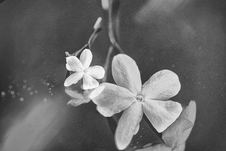 close-up beautiful small delicate single jasmine flower for background