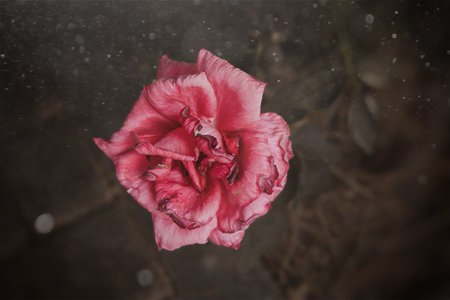 beautiful big red romantic rose in the garden against the background of green leaves on a summer dayの写真素材