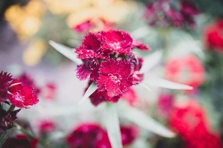 a beautiful red carnation flower in the garden on a light backgroundの写真素材