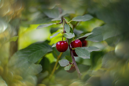 beautiful ripe healthy organic burgundy cherry on the tree among green leaves in orchard