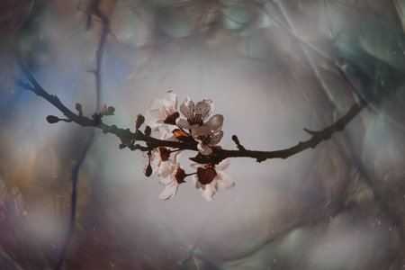 cherry blooming pink tree in the streets of the city of Alicante in spring flowers in closeup
