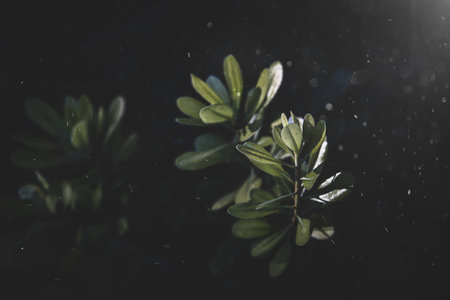 beautiful plant in the meadow on a summer warm day close-upの写真素材