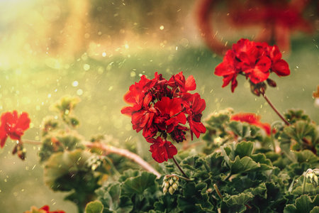 summer red geranium in close-up in the garden on a green background