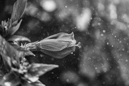 beautiful hibiscus flower on a green tree in the warm rays of the sunの写真素材