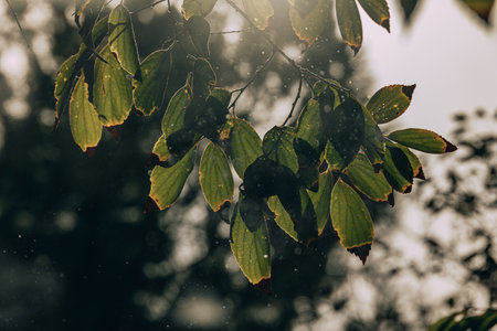 beautiful autumn gold brown leaves on a tree on a sunny day with bokehの写真素材