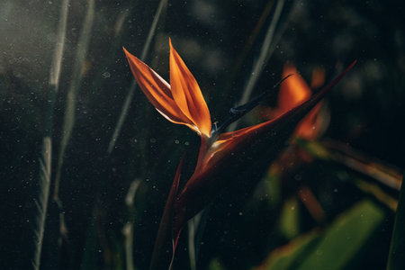 beautiful orange regal strelitzia in the garden in the warm rays of the sunの写真素材