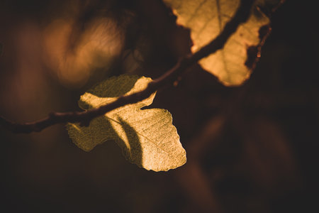 beautiful autumn gold brown leaves on a tree on a sunny day with bokeh