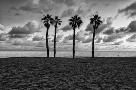 beautiful seaside landscape peace and quiet sunset and four palm trees on the beachの写真素材