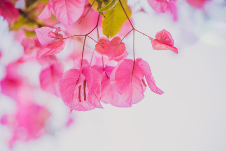beautiful delicate pink bougainvilla in the summer sunの写真素材