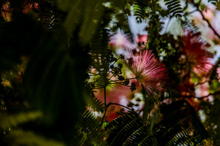 beautiful spring flower Albizia julibrissin on a tree on a warm day close-upの写真素材