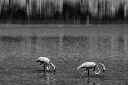 beautiful bird white-pink flamingo on a salty blue lake in spain in calpe urban landscapeの写真素材