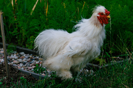 beautiful purebred hens on the green grass in the garden on a summer day organic farmingの写真素材