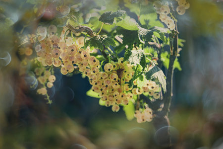beautiful ripe white currant in a summer garden on a bush on a summer dayの写真素材