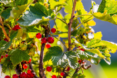 beautiful ripe red currant in a summer garden on a bush on a summer day