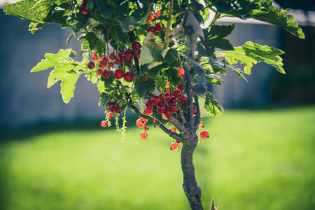 beautiful ripe red currant in a summer garden on a bush on a summer dayの写真素材