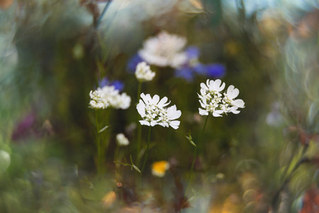 beautiful wildflowers in a meadow close-up in europe on a warm summer dayの写真素材