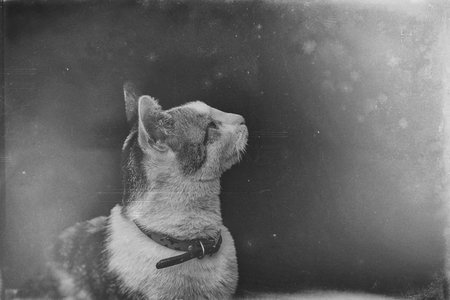 beautiful portrait of a white gray red haired cat on a black backgroundの写真素材