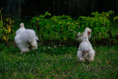 beautiful purebred hens on the green grass in the garden on a summer day organic farmingの写真素材