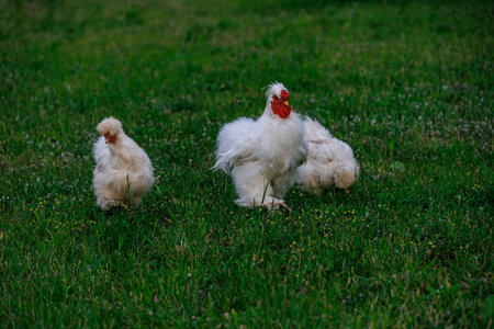 beautiful purebred hens on the green grass in the garden on a summer day organic farmingの写真素材