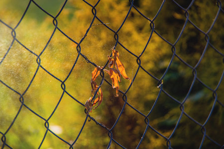 brown autumn leaf on a metal fence in the sunlightの写真素材