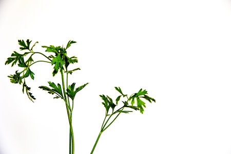 beautiful fresh green parsley on white background