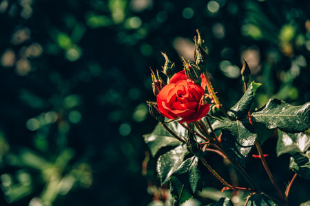 beautiful rose flower on a bush in a summer garden
