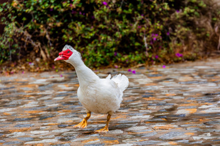 beautiful portrait of a white duck with a red beakの写真素材