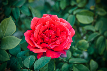 beautiful red rose on a bush in a summer gardenの写真素材