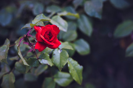 beautiful red rose on a bush in a summer gardenの写真素材