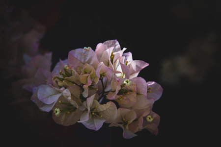 beautiful colorful bougainvillea spring background