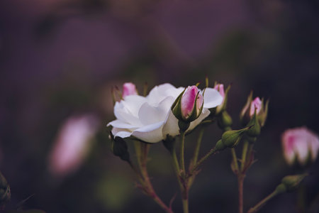 beautiful white rose blooming in summer garden green leavesの写真素材