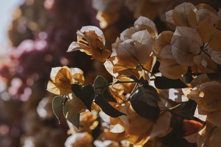 beautiful colorful bougainvillea spring backgroundの写真素材
