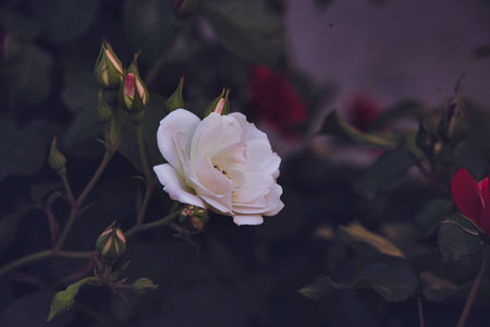 beautiful white rose blooming in summer garden green leavesの写真素材