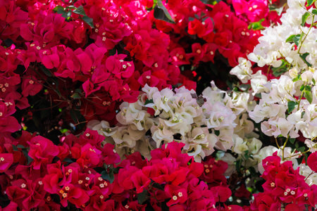 beautiful colorful bougainvillea spring backgroundの写真素材
