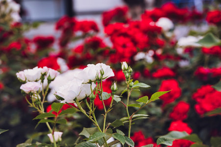 beautiful white rose blooming in summer garden green leavesの写真素材