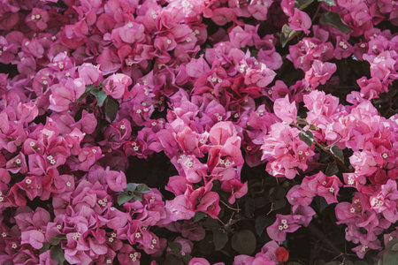beautiful colorful bougainvillea spring backgroundの写真素材