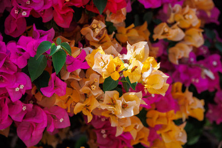 beautiful colorful bougainvillea spring backgroundの写真素材