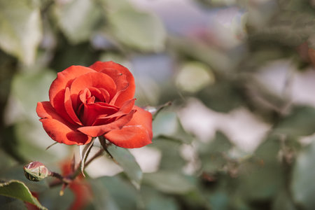 beautiful red rose blooming in summer garden green leavesの写真素材