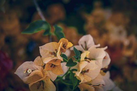 beautiful colorful bougainvillea spring backgroundの写真素材
