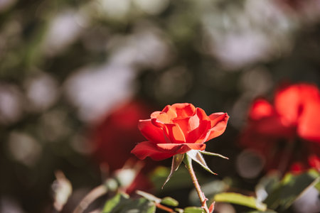 beautiful red rose blooming in summer garden green leavesの写真素材