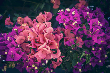 beautiful colorful bougainvillea spring backgroundの写真素材