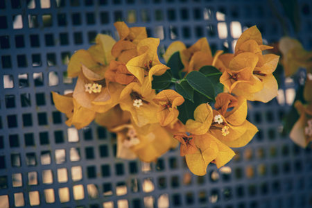 beautiful colorful bougainvillea spring background