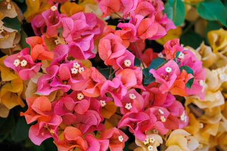 beautiful colorful bougainvillea spring backgroundの写真素材